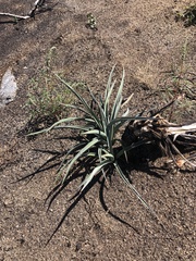 Yucca schidigera