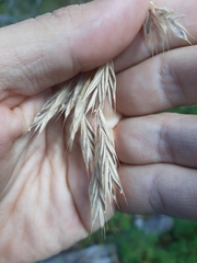 Bromus ciliatus
