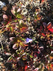 Campanula lasiocarpa