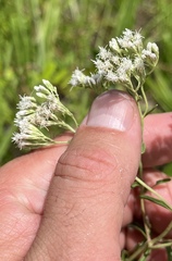 Eupatorium mohrii