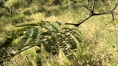 Vachellia aroma