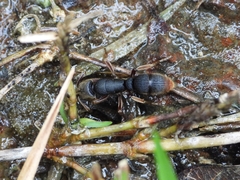 Pseudoneoponera rufipes