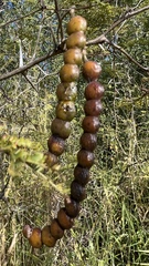 Vachellia aroma