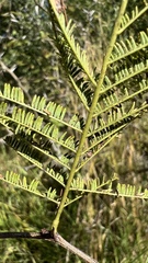 Vachellia aroma