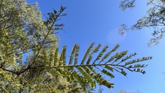 Vachellia aroma