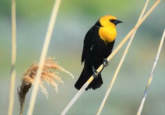 Xanthocephalus xanthocephalus