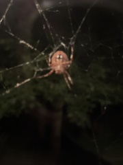 Araneidae