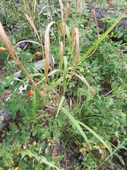 Bromus ciliatus