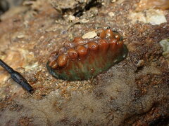 Cryptoconchus porosus