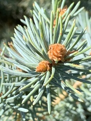 Picea pungens