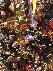 Campanula lasiocarpa