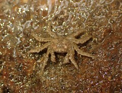 Neohymenicus pubescens