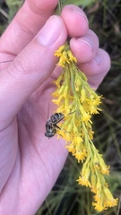 Eristalis dimidiata