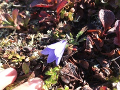 Campanula lasiocarpa