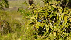 Rauenia bonariensis