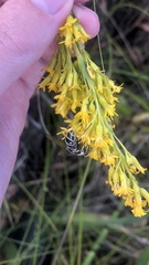 Eristalis dimidiata