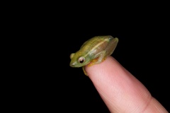 Hyperolius benguellensis