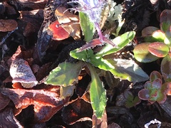 Campanula lasiocarpa