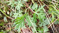 Geranium potentillifolium