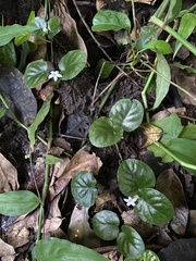 Geophila