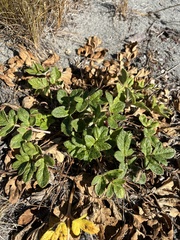 Glehnia littoralis