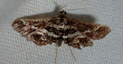 Diasemiopsis ramburialis