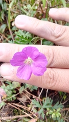 Geranium potentillifolium