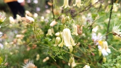 Clematis aethusifolia