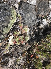 Potentilla villosa