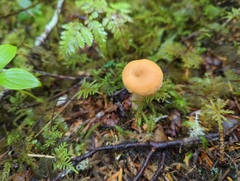 Hydnum umbilicatum