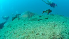 Scarus rubroviolaceus