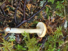 Hydnum umbilicatum
