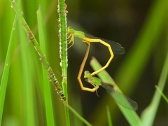 Ceriagrion indochinense