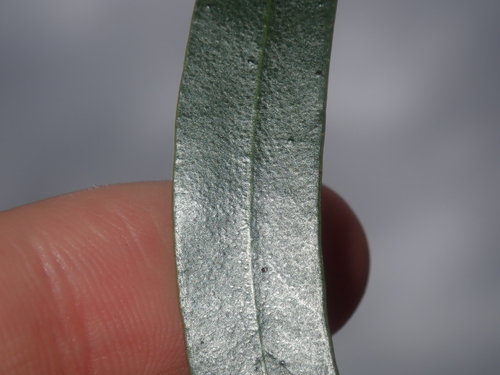 Image of Common Gimlet (Eucalyptus salubris) by (c) Thomas Mesaglio, some rights reserved (CC BY)