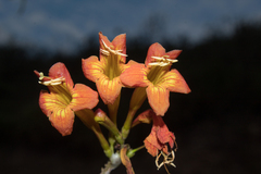 Tecoma rosifolia