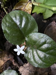 Geophila