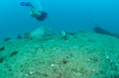 Scarus rubroviolaceus