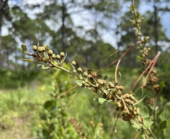 Lyonia fruticosa