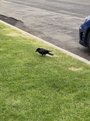 Corvus brachyrhynchos