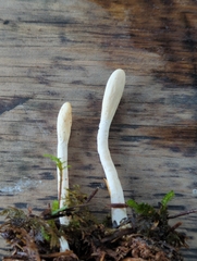 Trichoderma leucopus