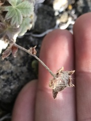 Potentilla villosa