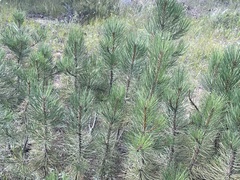 Pinus ponderosa