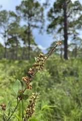 Lyonia fruticosa