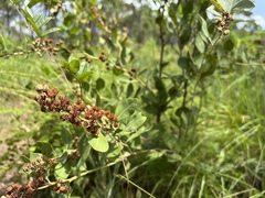 Lyonia fruticosa