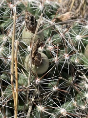 Escobaria vivipara