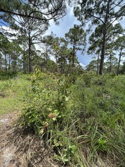 Lyonia fruticosa