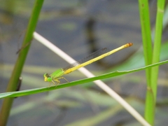 Ceriagrion indochinense