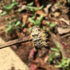 Phyllodesma tremulifolia