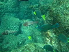 Scarus rubroviolaceus