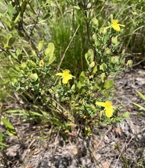 Hypericum tetrapetalum